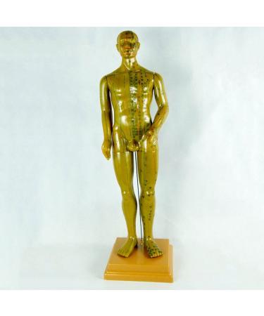Professional Acupuncture Male Model - Human Body Meridian Model Bodybuilding Type Human Acupoint Model with Meridian Points - 100CM/39.37 Inch