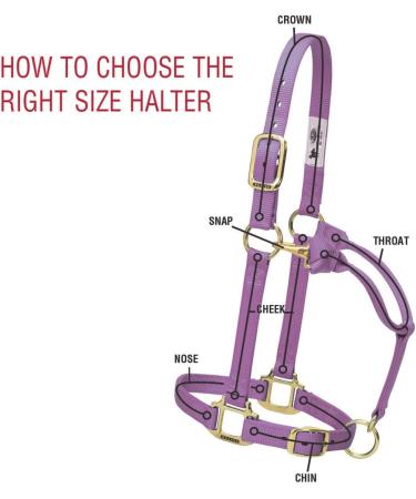 WEAVER Leather Non-Adjustable Halter in Hurricane Blue for Yearlings - Premium Quality & International Shipping - Buy Online on GoSupps.com