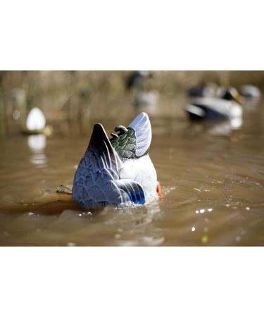 MOJO Outdoors Duck Hunting Motion Decoys - Butt Up Rippler - Buy Online on GoSupps.com