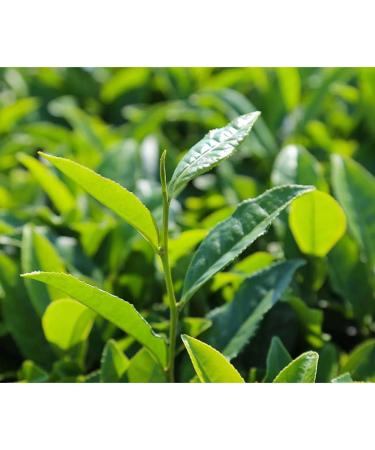 mi nature Matcha Green Tea Powder |Pure Matcha For Latte Smoothie Cooking Baking Coffee Tea | Helps Support Digestive Health | Nutrition Rich & NON-GMO Vegan Supper Food | 227gram (1/2lb)(8Oz) - Buy Online on GoSupps.com