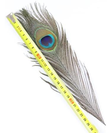 TinaWood 10PCS Real Natural Peacock Eye Feathers 9.8-11.8 inch - DIY Craft & Wedding Decoration - Buy Online on GoSupps.com