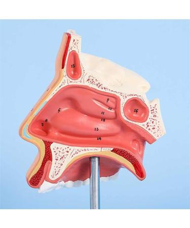 BuTkus Nasal Cavity Model - Human Anatomy with Digital Labels and Base - Learn & Understand Nasal Structure - Buy Online on GoSupps.com