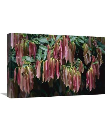 16 x 24 in. Young Red Leaves Lacking Chlorophyll Barro Colorado Island Panama Art Print - Christian Ziegler