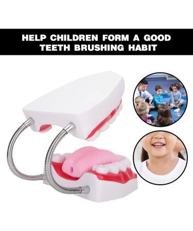 High-Quality Dental Teaching Model | Teeth Model for Clinics & Study | International Shipping Available - Buy Online on GoSupps.com