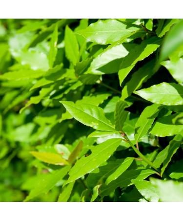 Organic Dried Bay Leaves 25g - Fragrant & Flavorful Seasoning | Artisan Italian Herbs & Spices - Buy Online on GoSupps.com