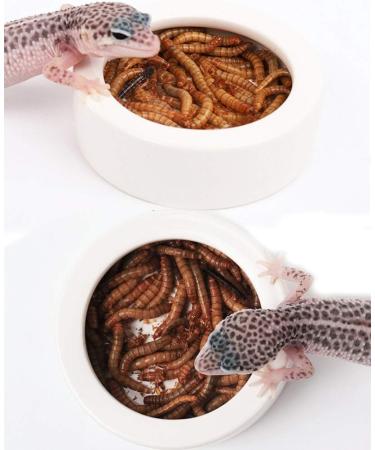 Reptile Food Water Dish Worm Bowl Mealworm Feed Feeder Mini Reptile Food Bowl Ceramics Made (L) - Buy Online on GoSupps.com