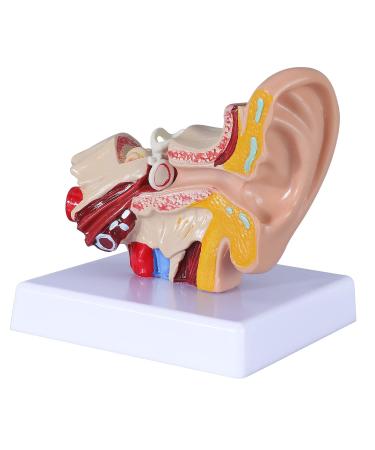 1.5 Times Human Ear Anatomy Model - Ear Joint Simulation Model
