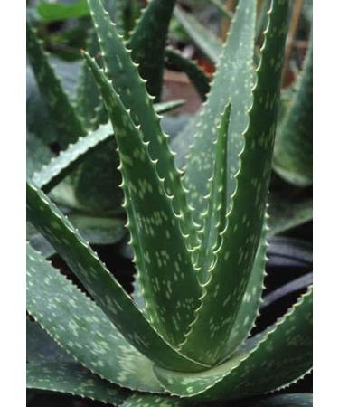 3 Pounds Organic Extra Large Aloe Vera Green Leaves - Barbadensis Plant - Buy Online on GoSupps.com