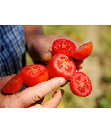Bianco DiNapoli Organic Crushed Tomatoes, 28 oz (Pack of 6) - California Vine-Ripened Plum Tomatoes - Buy Online on GoSupps.com