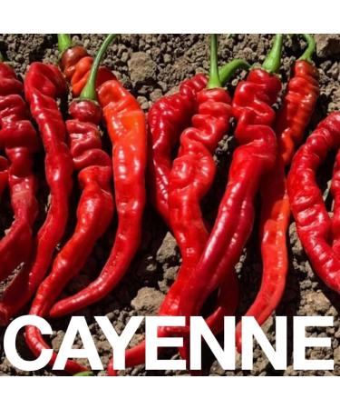 BIG ORGASM : a potent delicious functional chocolate bar formulated to support libido & stimulate your sexual and creative energy with premium cacao adaptogens and mushrooms // BEST GIFT // Une puissante et d licieuse barre de chocolat dot e de propri t s - Buy Online on GoSupps.com