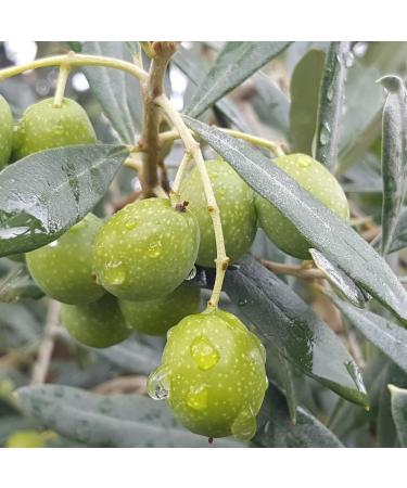 Terre Rosse Italian organic extra olive oil cold pressed Monocultivar Moraiolo Certifications DOP Umbria Colli Assisi Spoleto and KosherP Olive harvest 2024 Package 9 Bottles 250 ml - Buy Online on GoSupps.com