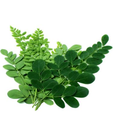 Black Seed Bitters with Moringa 3 x 16 oz Bottles for Detox - Gye Nyame Blend | Save Now - Buy Online on GoSupps.com