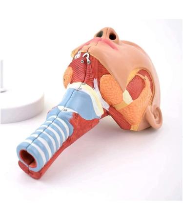 BuTkus Nasal Cavity Throat Anatomy Model 1:1 Human Nasopharynx Laryngopharyngeal Nasal Cavity Oral Cavity Pharynx Larynx Anatomical Model - Buy Online on GoSupps.com