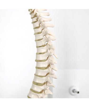 3B Scientific A18/21 Mini Human Spinal Column Model "Flexible" on Base 17.3-Inch Height - Buy Online on GoSupps.com