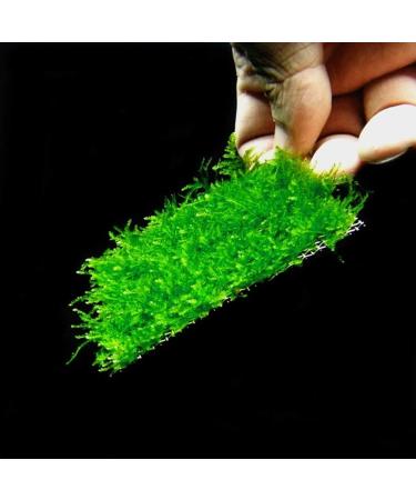 SENZEAL 10pcs Aquarium Plants Mesh - Stainless Steel Moss Pads for Fish Tanks | Ideal Aquatic D cor - Buy Online on GoSupps.com
