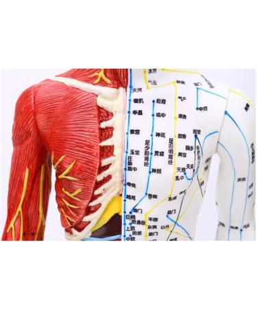 Model Anatomy Professional Medical Acupuncture Male 60cm Super Clear Lettering Half Skin Half Muscle Acupoint Model - Buy Online on GoSupps.com