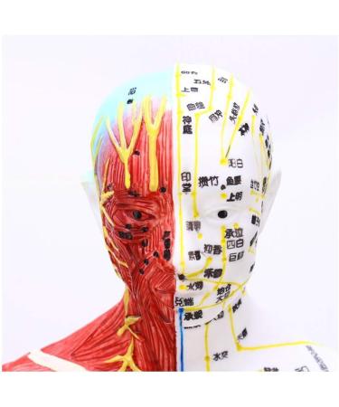 Model Anatomy Professional Medical Acupuncture Male 60cm Super Clear Lettering Half Skin Half Muscle Acupoint Model - Buy Online on GoSupps.com