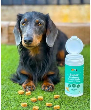 Buddy & Lola Probiotics For Dogs - Daily Digestive Health Chews with Prebiotics, Probiotics & Fiber - Plant Based Gut Health Aid for Firm Stools & Itch Relief - 1 Tub - Buy Online on GoSupps.com