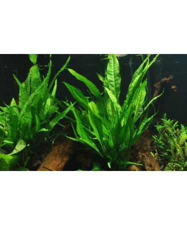 Tropica Aquarium Plant Microsorum pteropus Java fern aquatic plants pot no.008 aquarium plants
