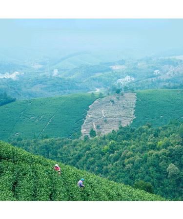 Th blanc Bon Anji Baicha du d but du printemps Un bourgeon Une feuille Th vert Th de Chine 100g - Buy Online on GoSupps.com