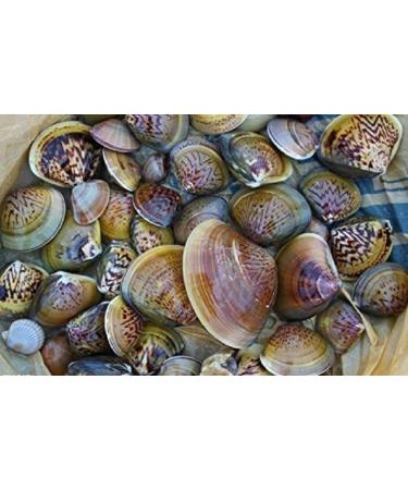WENXUANSU: Dried seafood clam 1 Pound (454 grams) from South China Sea Nanhai - Buy Online on GoSupps.com