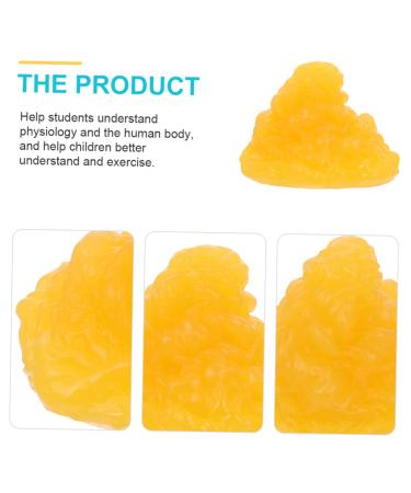 ULTECHNOVO Nutritionist 2pcs Fat Model Models Body Fat Display Replica 1-Pound Body Fat Replica Base Fitness Human Body Fat 1lb - Buy Online on GoSupps.com