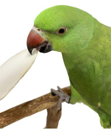 Pack of 4 Medium Cuttlebones for Birds, Tortoise, Snails, and Parakeets - Calcium Block Alternative for All Breeds - 3.5 to 4 Inches - Buy Online on GoSupps.com