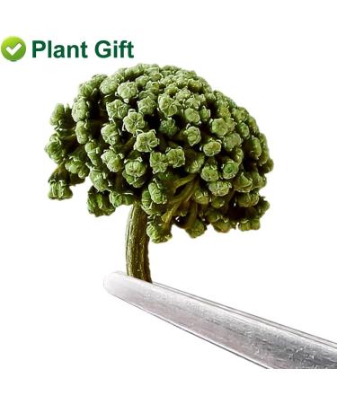 Plant Gift Panax Notoginseng Flower 60G/2.12oz Tienchi Notoginseng Tea Tienchi Ginseng - Buy Online on GoSupps.com