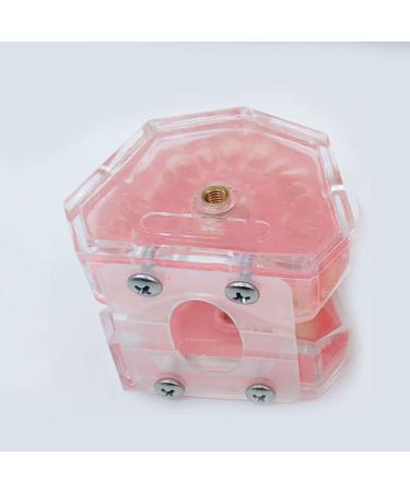 YYZYL Dental Teeth Crown Model Soft Gums for Dental Students & Assistants | Tooth Extraction Learning & Full Disassembly Exercises - Buy Online on GoSupps.com