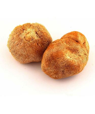 Hericium Erinaceus Organic Wild Lions Mane Mushroom Brain & Memory Tonic Hou Tou Gu (500 Grams) - Buy Online on GoSupps.com