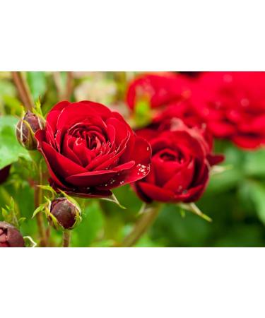 Rose Dried Petals Tea/P tales De Rose S ch Th - Health Embassy - 100% Natural (100g) - Buy Online on GoSupps.com