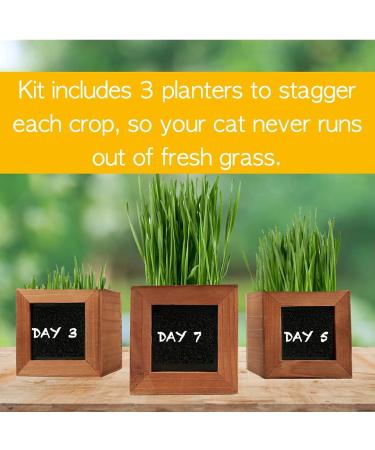 Certified Organic Cat Grass Kit with 3 Wooden Planters - Perfect Gift for Indoor Cats - Buy Online on GoSupps.com