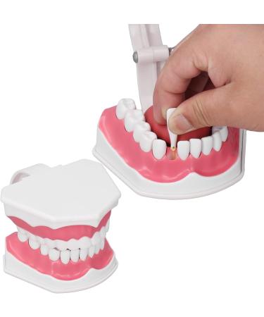 Teeth Model Toothbrushes - Dental Teaching Tool Kit | 120 Open & Clear View for Effective Learning - Buy Online on GoSupps.com