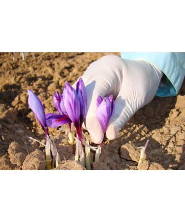 Gourmetia Premium Quality Saffron Threads 1g - Category I Superior ISO 3632-2 - Buy Online on GoSupps.com