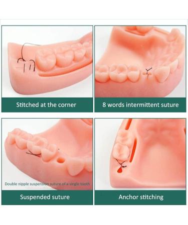 Buy Sumbitod Tooth Seam Practice Model - 3-in-1 Oral Seam Training Module | Soft Silicone for Gingival Wound Simulation - International Shipping Available - Buy Online on GoSupps.com