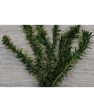 5 x Oxygenating Weed Live Pond Plant ELODEA DENSA - Also Aquarium Aquatic Plants - Buy Online on GoSupps.com