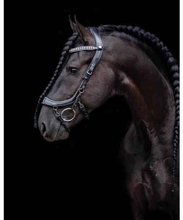 Buy Presteq Bridle FaySport Glitter PresTec Black - Full/WB - International Shipping Available - Buy Online on GoSupps.com