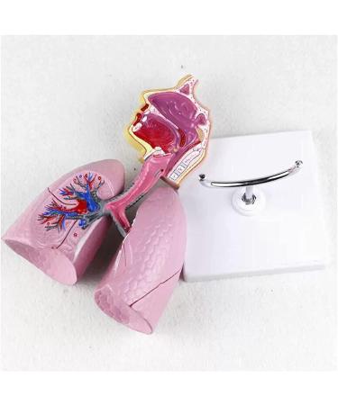 Mouth Nose Throat Pharynx Education Human Body ENT Model Study Model Pathology Nose Throat Model Enlarge The ical Model of Human Organs A+c - Buy Online on GoSupps.com