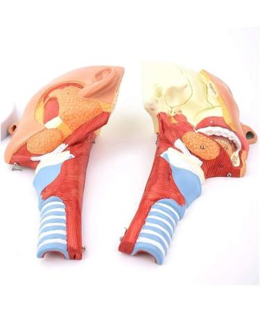 BuTkus Nasal Cavity Throat Anatomy Model 1:1 Human Nasopharynx Laryngopharyngeal Nasal Cavity Oral Cavity Pharynx Larynx Anatomical Model - Buy Online on GoSupps.com