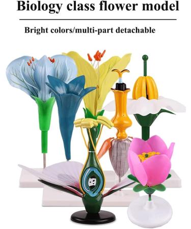 Portable Lifelike Plant Flower Anatomy Model with Display Base - Biology Teaching Aid - Buy Online on GoSupps.com