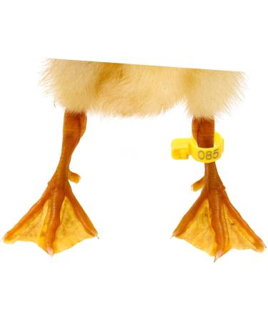 Sosoport 100pcs Disposable Chicken Leg Ring Labels Chicken Bands Farm Marker Tools Guinea Plastic 3x1.8cm Yellow - Buy Online on GoSupps.com