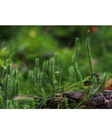 Lycopodium Herb Tea | Lycopodium Clavatum L | Lycopode Herbe Tisane | Health Embassy (100g) - Buy Online on GoSupps.com