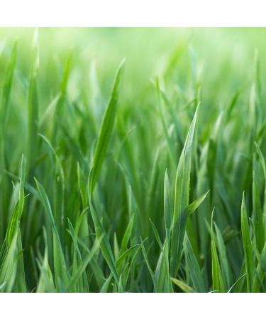  Naturherz Naturherz Barley grass tablets from German farming high organic quality 400 mg tablets (400 g) - Buy Online on GoSupps.com