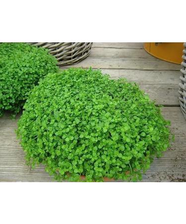 Mini Mint Corsican Mint - Buy Online on GoSupps.com