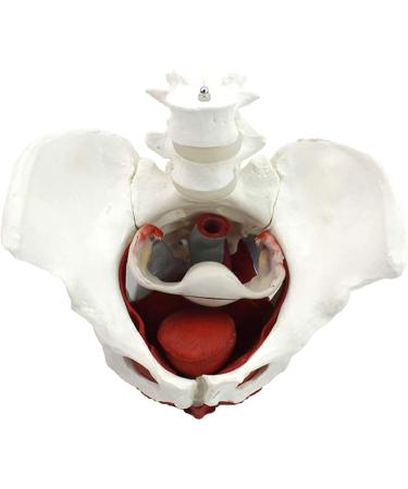 Female Pelvis Model Life Size Pelvic Floor Muscle Repair Bladder Vagina Accessory Structure Anatomy Model with Pelvic Floor Muscles Colored - Buy Online on GoSupps.com