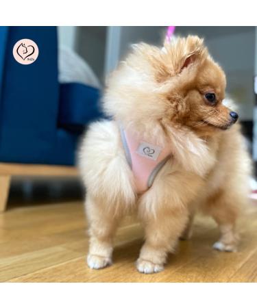 Buy Belffy Cat Dishes & Leash Set - Automatic Leash for Cats Kittens & Dogs | Outbreakproof Jacket & Leash for All Sizes - Medium Pink - Buy Online on GoSupps.com