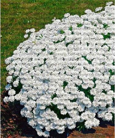 8 100 stukszak Creeping Rock Cress Thyme Seeds or Blue Rock Cress Seeds Perennial Ground Cover Seeds Natural Growing for Home Garden - Buy Online on GoSupps.com