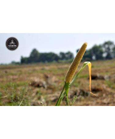 Naturevibe Botanicals Organic Bajra Atta - 1Kg - Buy Online on GoSupps.com