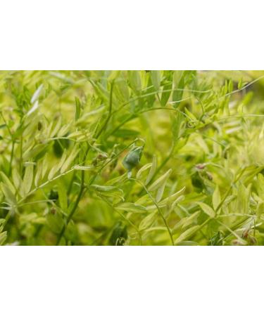 Organic French Green Lentils 3 lbs - Non-GMO Whole Dry Beans | Vegan & Kosher | Rich in Folate, Fiber & Protein | Ideal for Soups, Chili & Curries - Buy Online on GoSupps.com