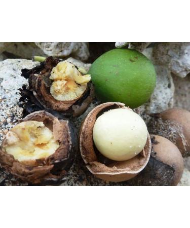 Tamanu Nut Duo - Natural Vegan Body Care Oil & Soap from Hawaii | 9.5oz - Shop Now for International Shipping - Buy Online on GoSupps.com